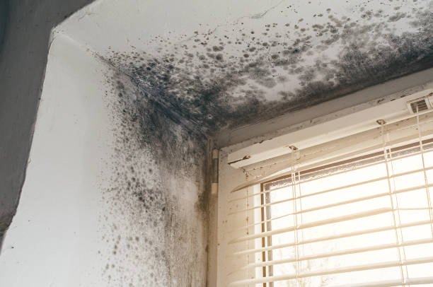 Affordable Basement Mold Removal solutions in Fort Eustis, VA