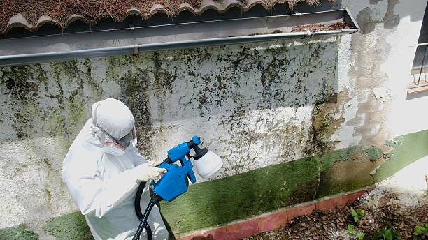 Top rated local Basement Mold Removal specialists in Fort Eustis, VA